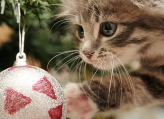 Keep your Pets Safe this Season