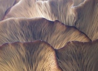 The Secret Life of Fungi