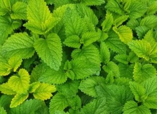 Rewilding Urban Spaces