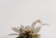Why I Grow Hemp