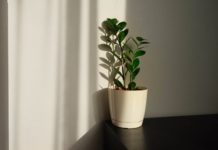 Indoor Plants: A Breath of Fresh Air