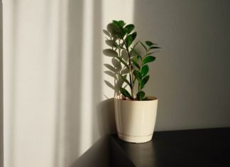 Indoor Plants: A Breath of Fresh Air