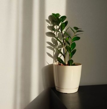 Indoor Plants: A Breath of Fresh Air