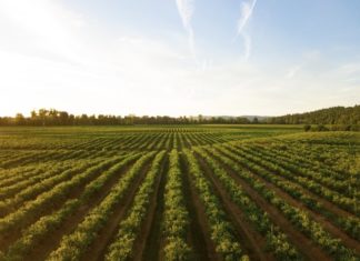 COVID-19 and Canada’s Food System