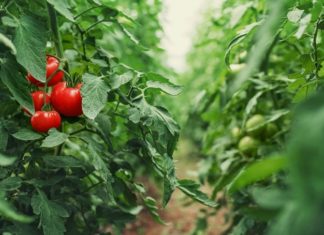 10 Things You Should Know About Companion Planting