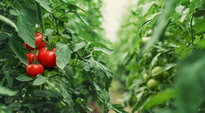 10 Things You Should Know About Companion Planting