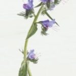 Skin_Borage-164×300.jpg
