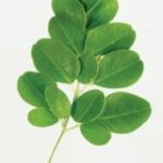 Skin_Moringa-190×300.jpg