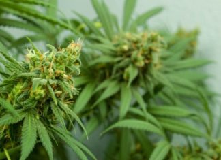 Between Hope and Opportunity