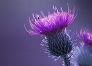 Detoxification For The Whole Person