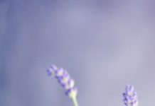 Back-to-School Aromatherapy Essentials