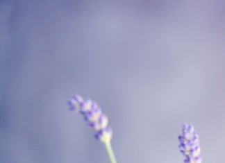 Back-to-School Aromatherapy Essentials