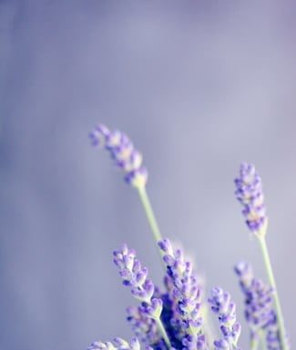 Back-to-School Aromatherapy Essentials