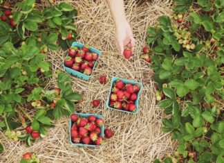 Digging For The Roots Of Our Food