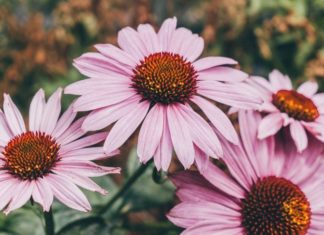 Optimize Your Family’s Health