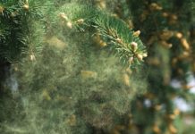 All-Season Thrive Guide