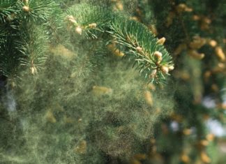 All-Season Thrive Guide