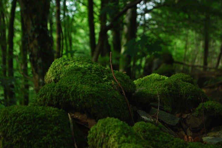 Rooted In Vitality
