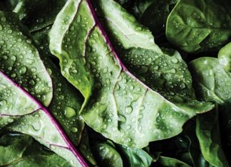 Nourishing the “Second Brain” in Your Gut